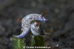 "nude erotica"
Nudibranch Hypselodoris nigrostriata by Oxana Kamenskaya 
